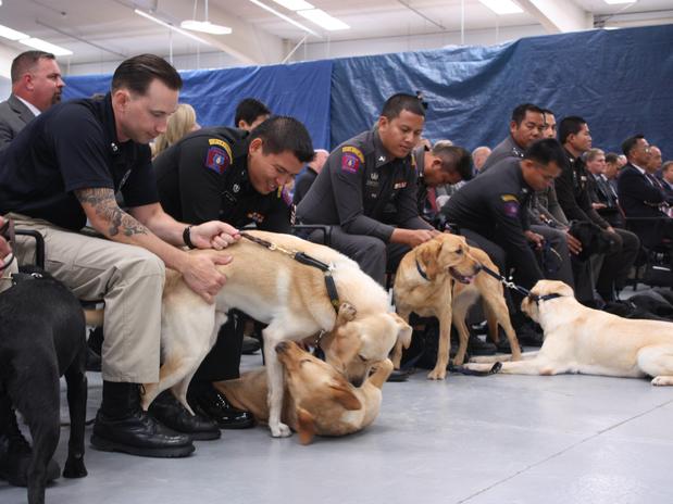 EFE-centro-treina-cachorros-para-a-guerra-contra-o-terrorismo