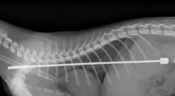 gato-engole-antena02
