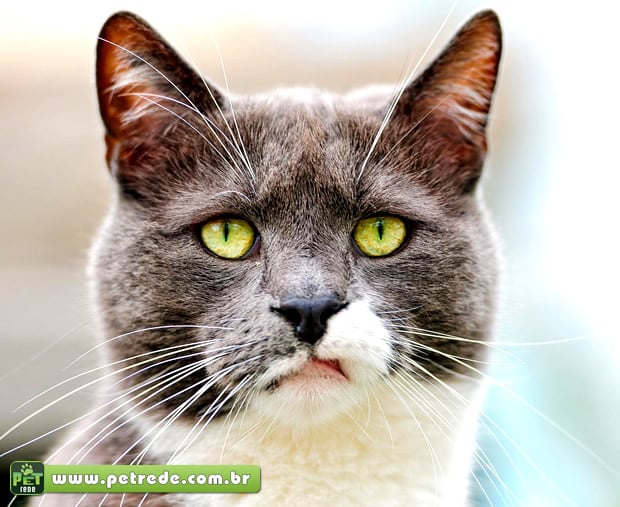 gato-surpreso-petrede