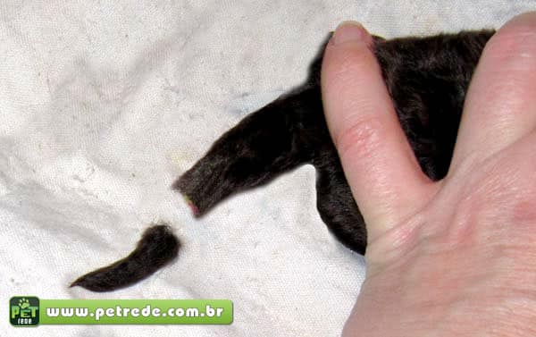 rabo-cauda-cortada-petrede