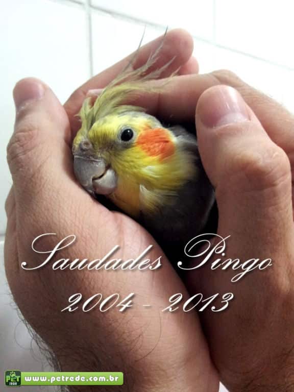 saudades-Pingo