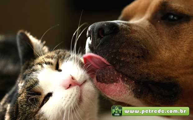 cachorro-lambendo-gato-carinho-amor-amizade-petrede
