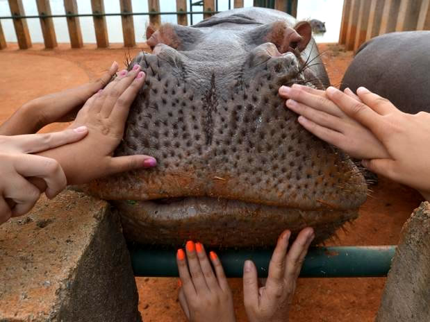 O Projeto Zoo Toque leva estudantes ao zoológico para descobrirem, pelo tato, como são os animais Foto: Marcello Casal Jr. / Agência Brasil
