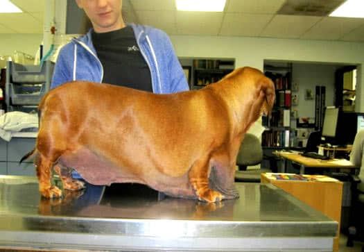 cachorro-obeso2