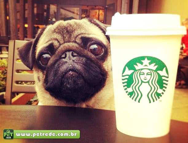 cachorro-pug-cafe-starbuks-petrede