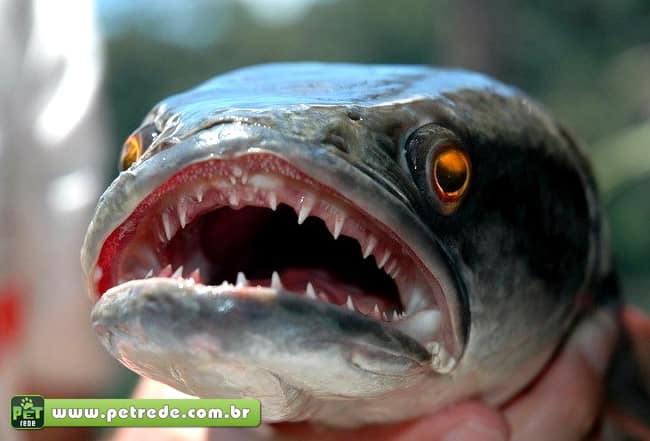 peixe-cabeca-de-cobra-petrede