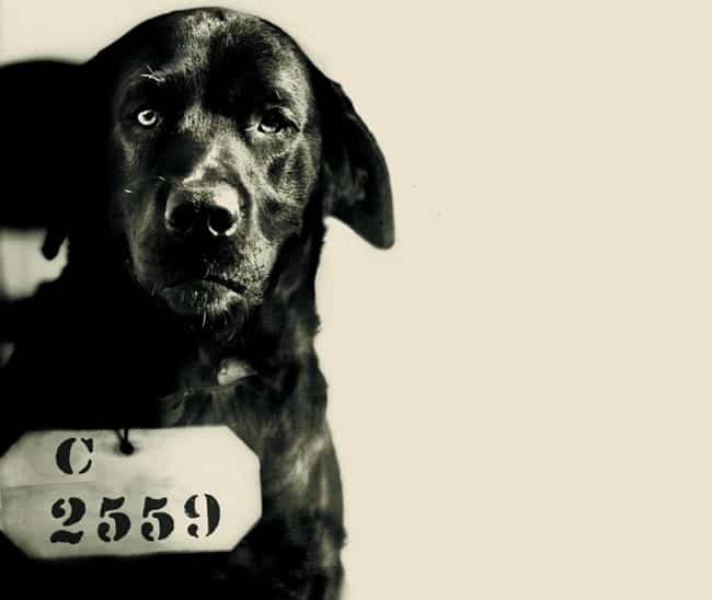 pep-cachorro-condenado