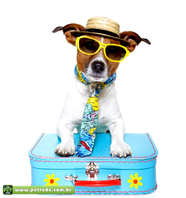 cachorro-oculos-ferias-viagem-turista-petrede