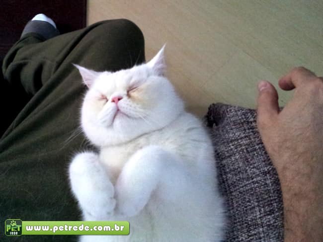 gato-leao-pelos-carinho-feliz-petrede