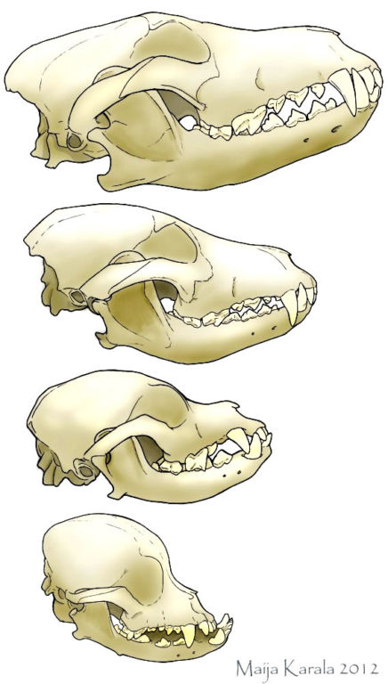 cranio-de-lobo-husky-siberiano-lhasa-apso-pequines