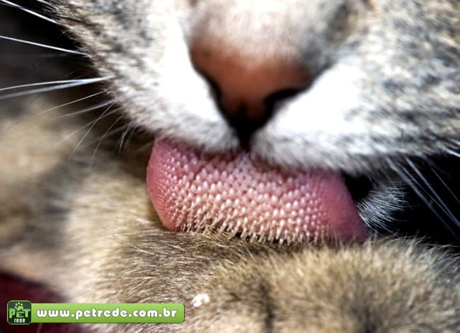 lingua-gato-lambendo-pelo-petrede