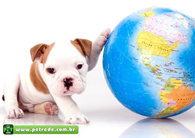 cachorro-filhote-bulldog-viagem-transporte-passaporte-petrede