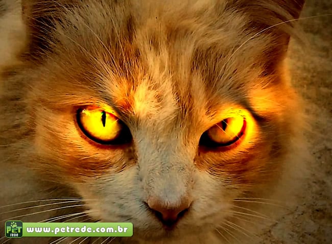 gato-olhar-mal-bravo-nervoso-petrede