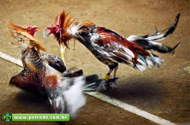 briga-rinha-de-galos-combate-petrede