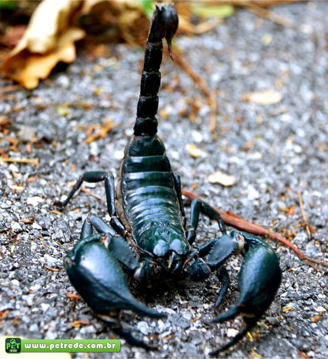 escorpiao-peconhento-petrede