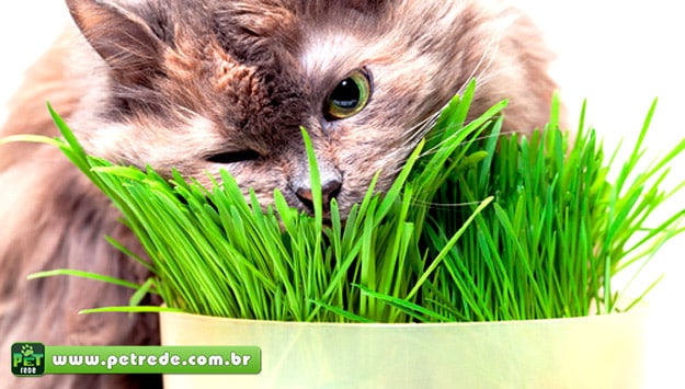 gato-catnip-erva-petrede