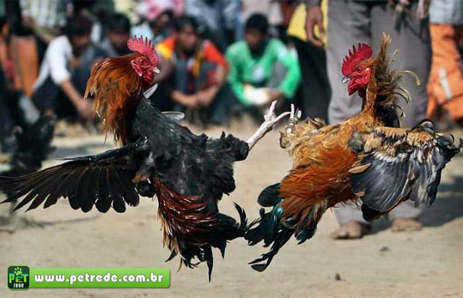 rinha-briga-de-galos-combate-petrede
