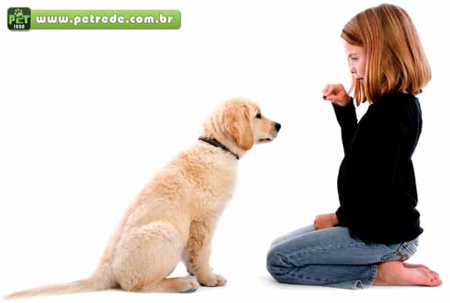 cachorro-labrador-filhote-menina-obediencia-treino-adestramento-recompensa-petrede