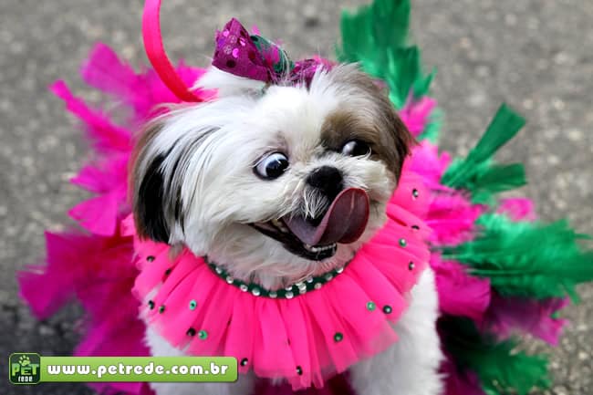 cachorro-lingua-fantasia-carnaval-folia-petrede