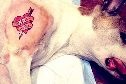 cachorro-tatuado