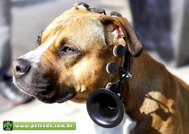 no-more-woof-tradutor-animal