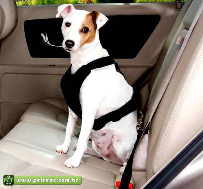 cachorro-automovel-carro-cinto-seguranca-passeio-transporte-coleira-petrede