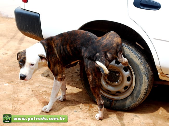 cachorro-xixi-urina-roda-carro-marcando-territorio-petrede