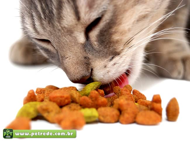 gato-comendo-racao-comida-refeicao-alimento-petrede