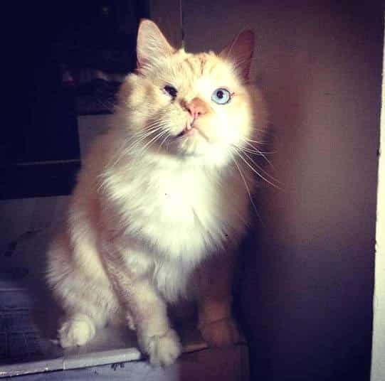 zombiecat