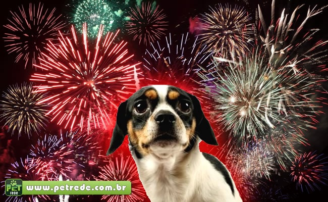 cachorro-filhote-medo-fogos-artificio-rojao-petrede