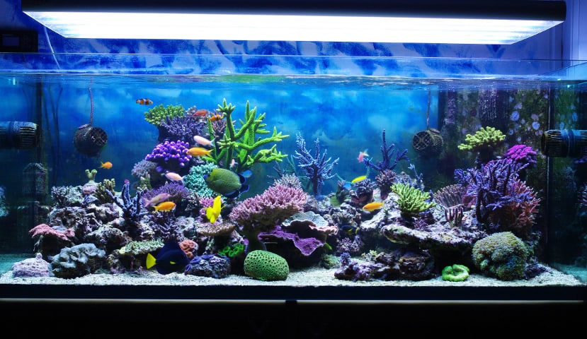 aquario-peixes-petrede