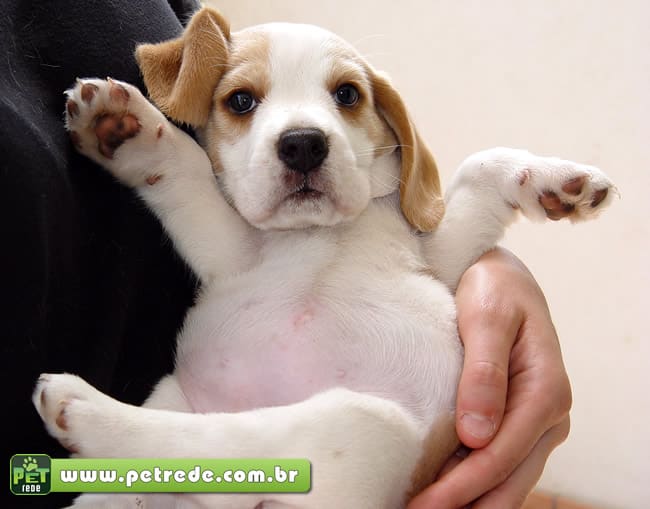 cachorro-filhote-colo-abraco-carinho-cuidado-petrede