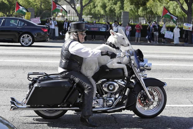 cachorro-moto