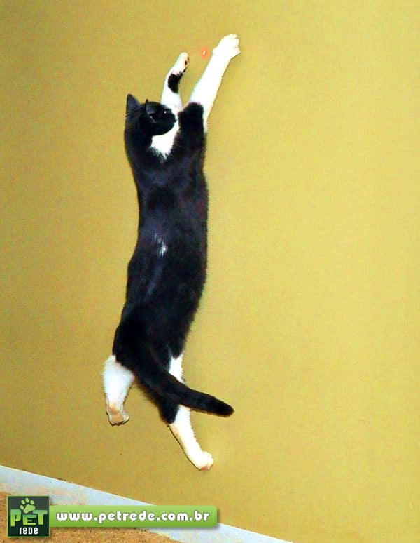 gato-brincadeira-laser-petrede