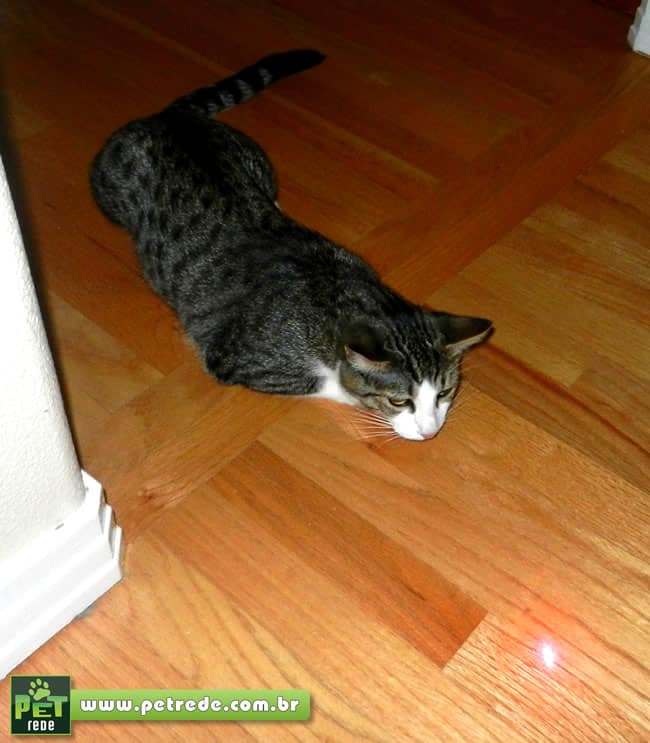 gato-laser-brincadeira-petrede
