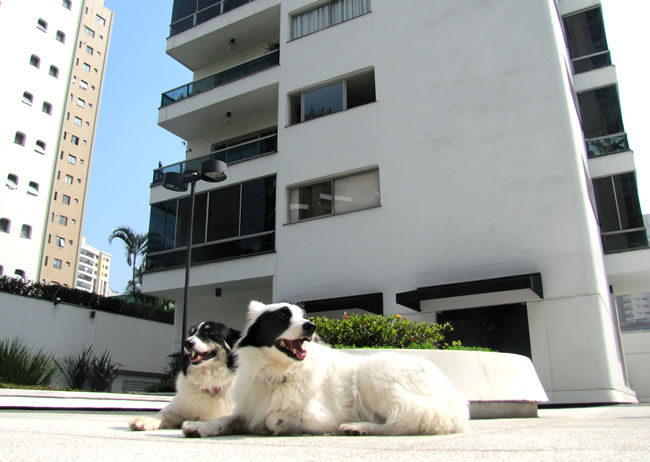 petsemstress-cachorros-em-condomínio