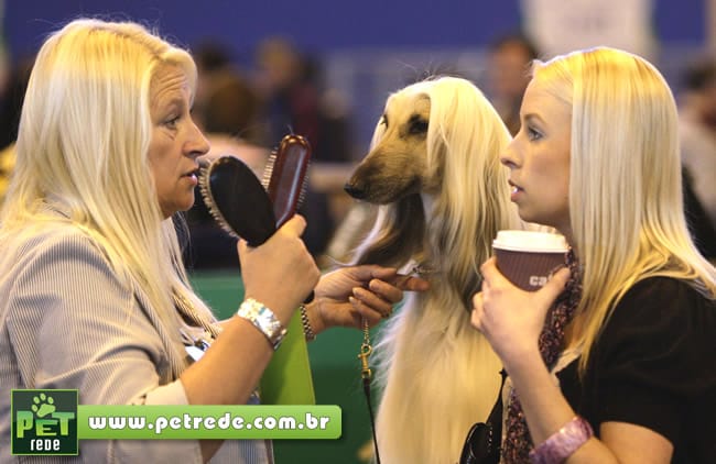 cachorro-humano-aparencia-pelos-cabelo-petrede