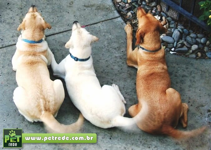 cachorros-abanando-o-rabo-petrede