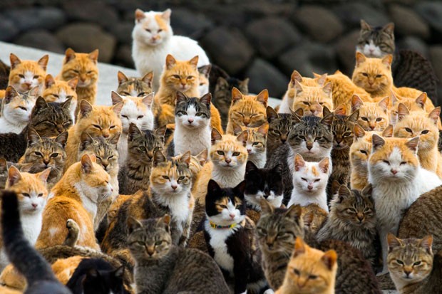 2015-03-03t065939z_105387823_gm1eb330nob01_rtrmadp_3_japan-cats