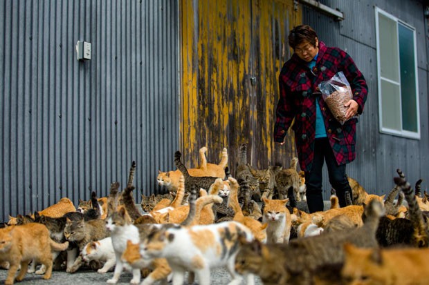 2015-03-03t070028z_1255880942_gm1eb330pfp01_rtrmadp_3_japan-cats