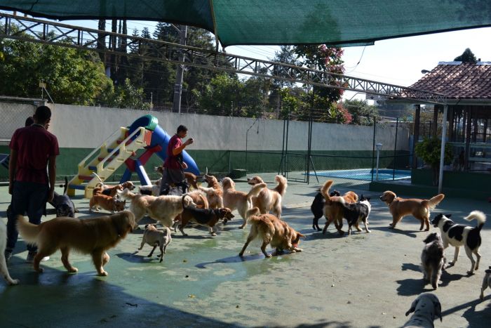 planet-dog-resort
