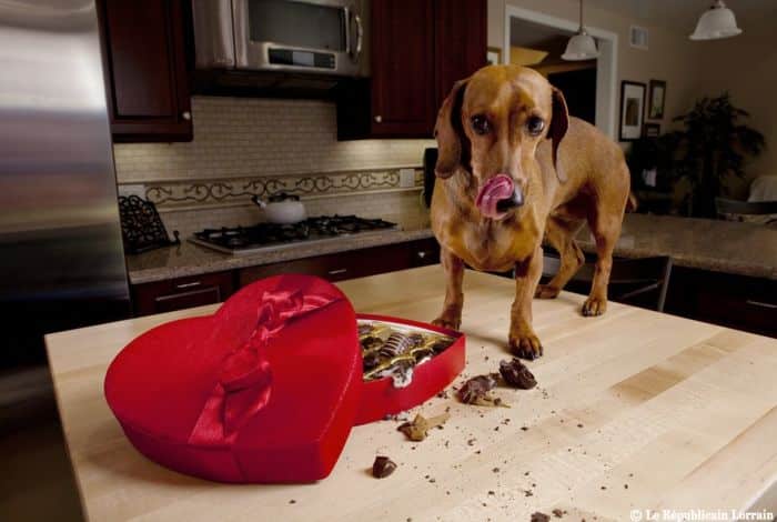 cachorro-comendo-chocolate-petrede