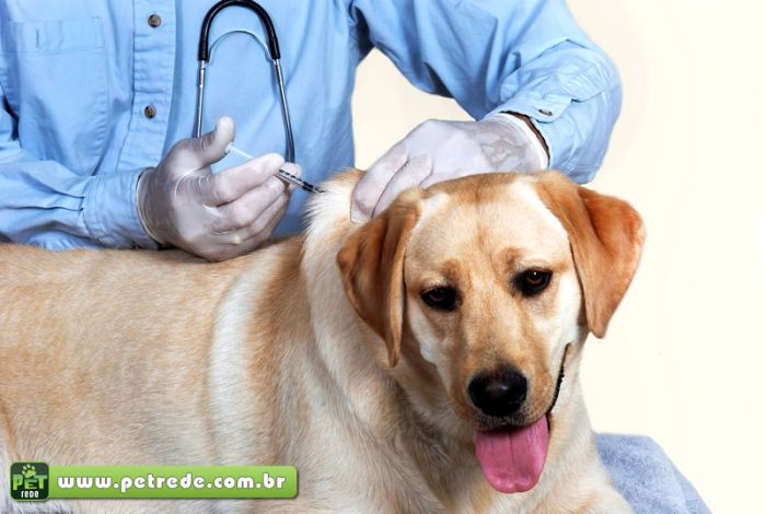 cachorro-injecao-vacina-remedio-tratamento-cuidados-petrede