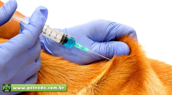 cachorro-vacina-injecao-remedio-tratamento-cuidados-petrede
