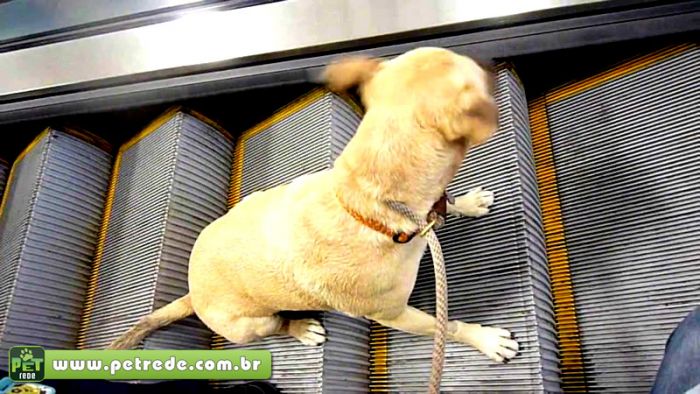 cachorro-cuidado-escada-rolante-perigo-seguranca-petrede