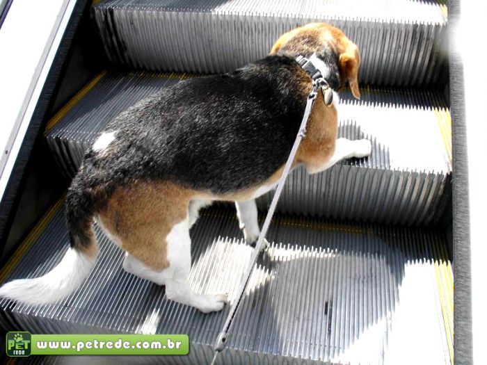 cachorro-escada-rolante-cuidado-perigo-seguranca-petrede
