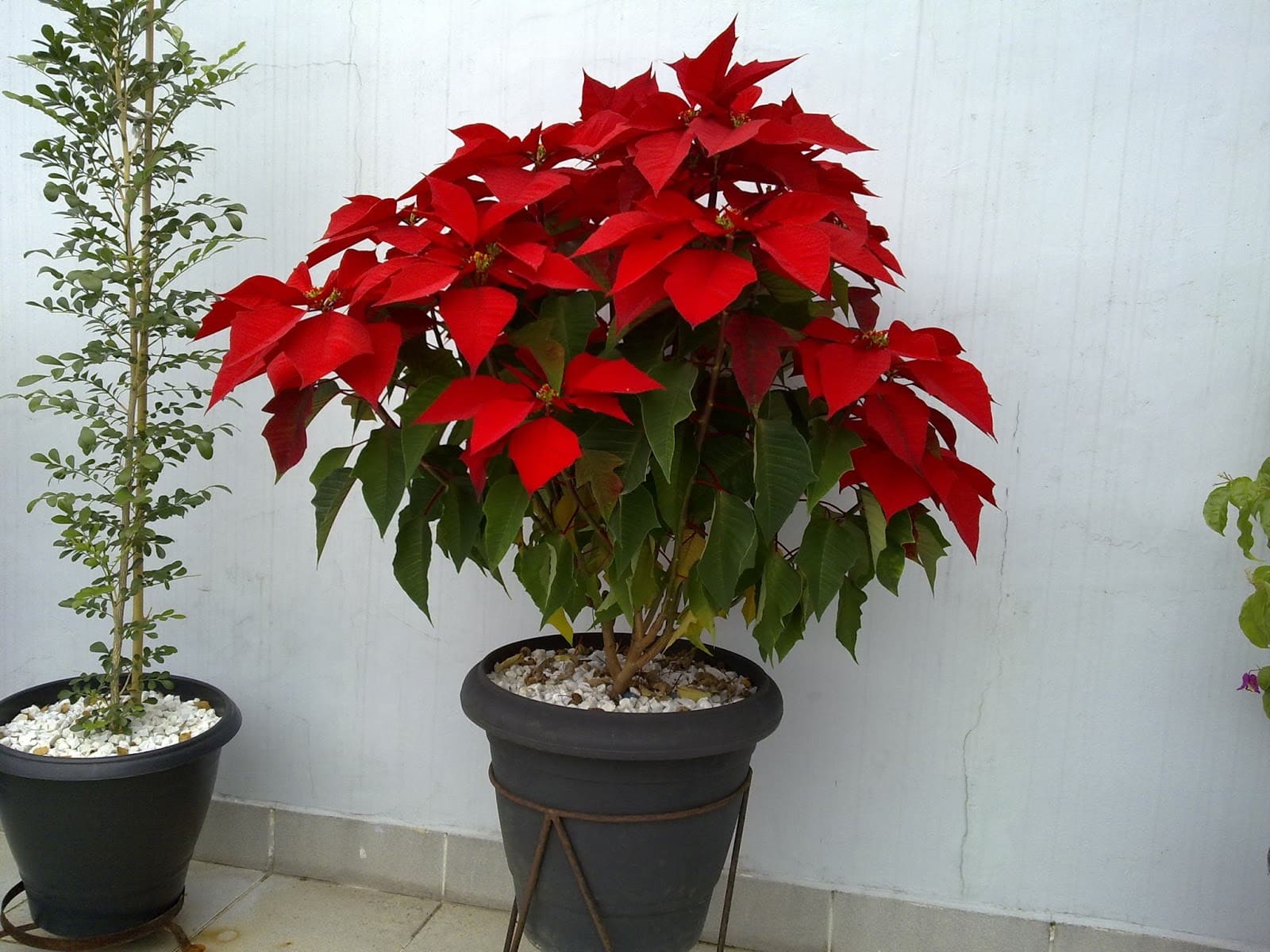 planta-toxica-para-cachorro-gato-bico-de-papagaio-petrede