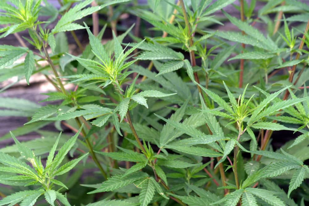 planta-toxica-para-cachorro-gato-planta-da-maconha
