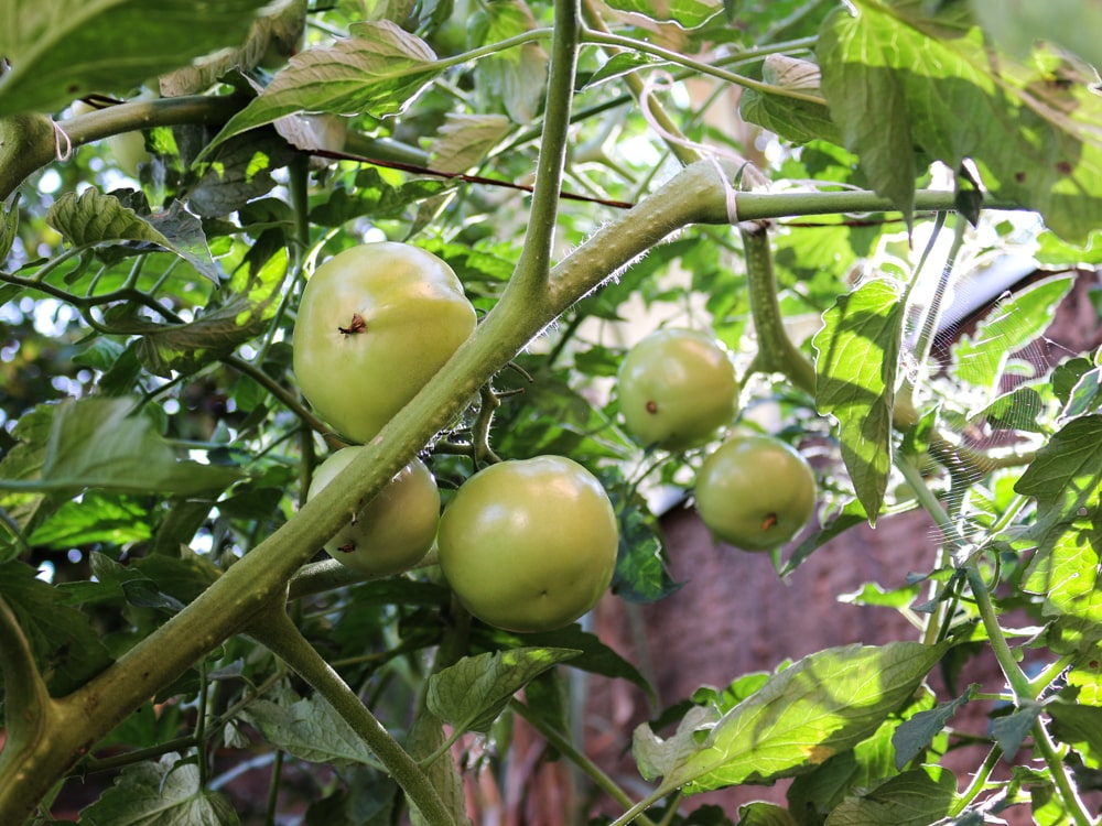 planta-toxica-para-cachorro-gato-tomate-verde-petrede