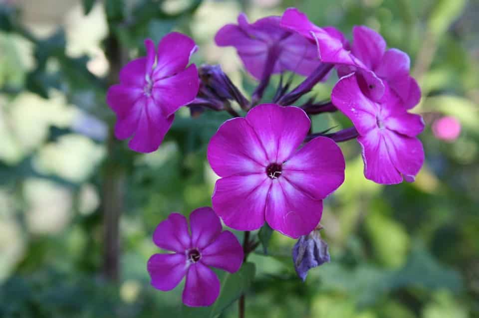 planta-toxica-para-cachorro-gato-violeta-petrede